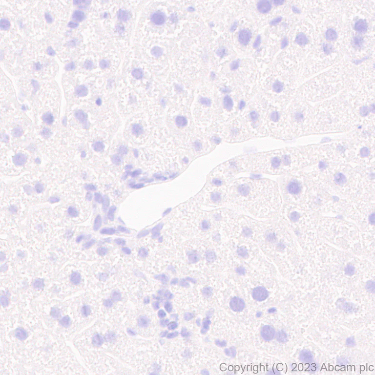 Immunohistochemistry (Formalin/PFA-fixed paraffin-embedded sections) - Anti-Influenza A virus NS1 protein antibody [EPR28247-51] (AB313341)