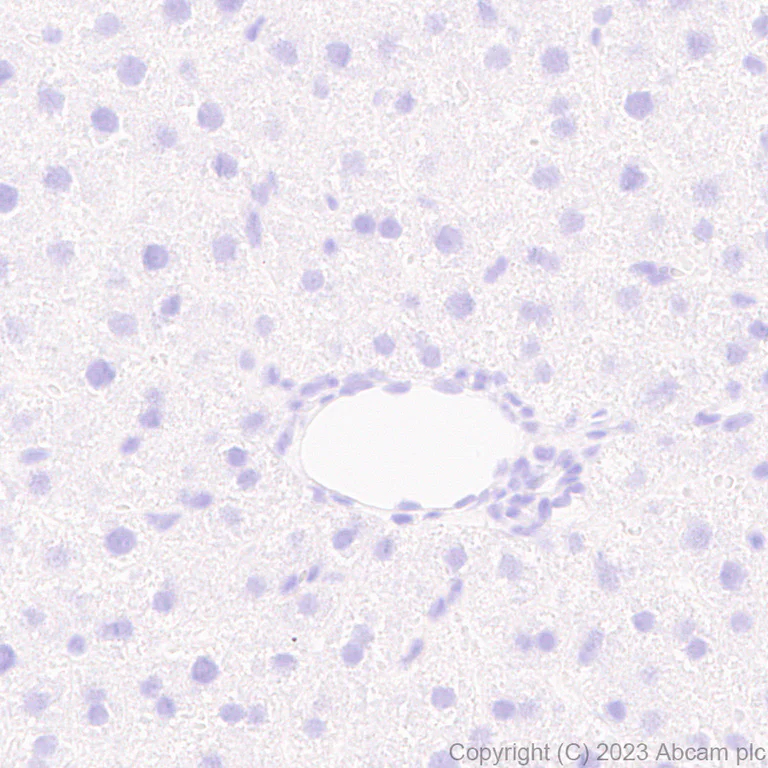 Immunohistochemistry (Formalin/PFA-fixed paraffin-embedded sections) - Anti-Influenza A virus NS1 protein antibody [EPR28247-51] (AB313341)