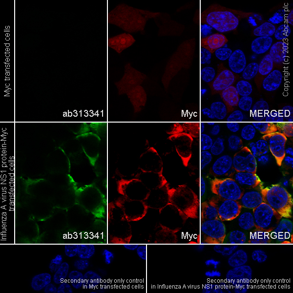 Immunocytochemistry/ Immunofluorescence - Anti-Influenza A virus NS1 protein antibody [EPR28247-51] - BSA and Azide free (AB313342), expandable thumbnail