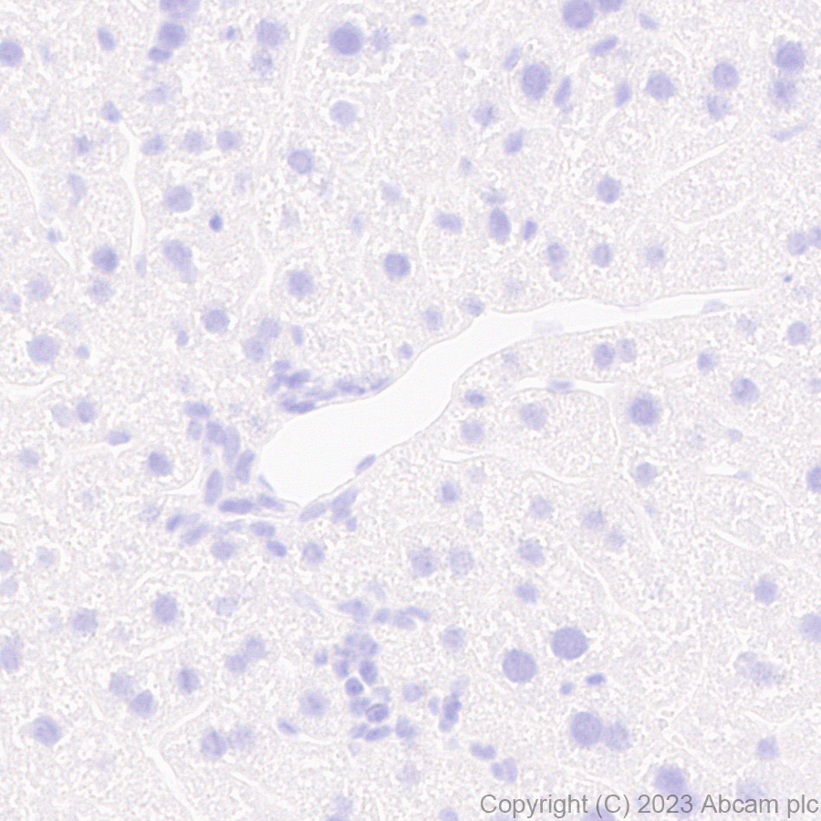 Immunohistochemistry (Formalin/PFA-fixed paraffin-embedded sections) - Anti-Influenza A virus NS1 protein antibody [EPR28247-51] - BSA and Azide free (AB313342), expandable thumbnail