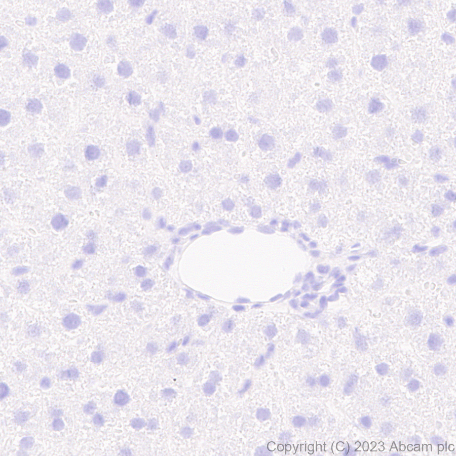 Immunohistochemistry (Formalin/PFA-fixed paraffin-embedded sections) - Anti-Influenza A virus NS1 protein antibody [EPR28247-51] - BSA and Azide free (AB313342), expandable thumbnail