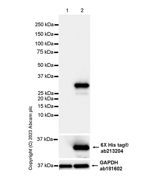 Western blot - Anti-Influenza A virus NS1 protein antibody [EPR28247-51] - BSA and Azide free (ab313342), expandable thumbnail