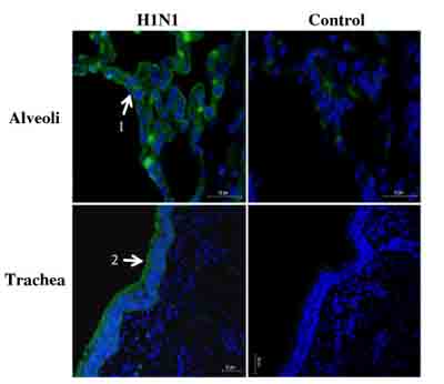 Immunohistochemistry (Formalin/PFA-fixed paraffin-embedded sections) - Anti-Influenza A Virus Nucleoprotein antibody [AA5H] (AB20343)