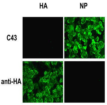 Immunocytochemistry/ Immunofluorescence - Anti-Influenza A Virus Nucleoprotein antibody [C43] (AB128193), expandable thumbnail