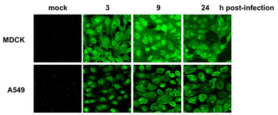 Immunocytochemistry/ Immunofluorescence - Anti-Influenza A Virus Nucleoprotein antibody [C43] (AB128193), expandable thumbnail