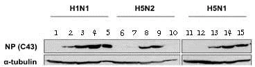Western blot - Anti-Influenza A Virus Nucleoprotein antibody [C43] (AB128193)