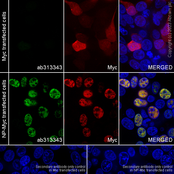 Immunocytochemistry/ Immunofluorescence - Anti-Influenza A Virus Nucleoprotein antibody [EPR28253-17] - BSA and Azide free (AB313344), expandable thumbnail