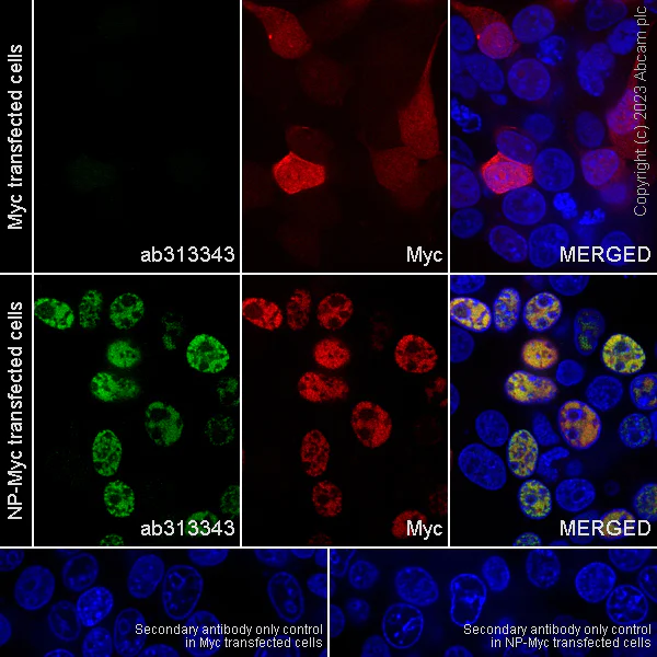 Immunocytochemistry/ Immunofluorescence - Anti-Influenza A Virus Nucleoprotein antibody [EPR28253-17] - BSA and Azide free (AB313344)