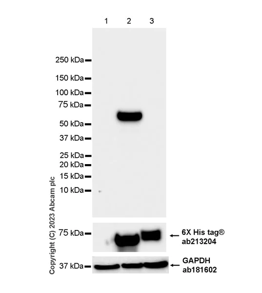 Western blot - Anti-Influenza A Virus Nucleoprotein antibody [EPR28253-17] - BSA and Azide free (AB313344)