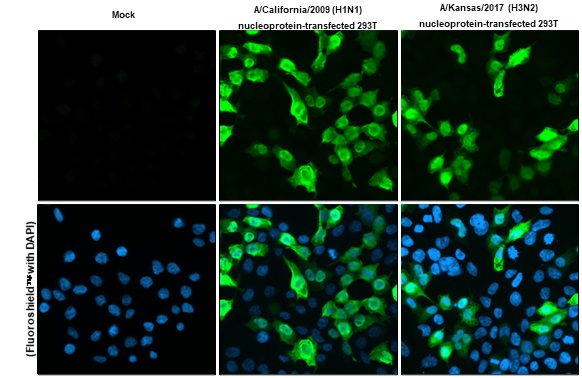 Immunocytochemistry/ Immunofluorescence - Anti-Influenza A virus Nucleoprotein antibody [HL1089] (AB308393), expandable thumbnail