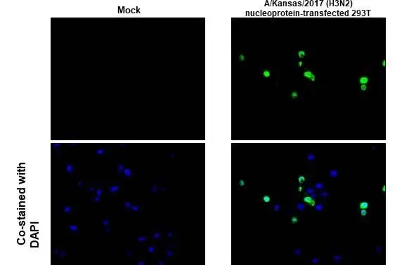 Immunohistochemistry paraffin embedded sections - Anti-Influenza A virus Nucleoprotein antibody [HL1089] (AB308393), expandable thumbnail