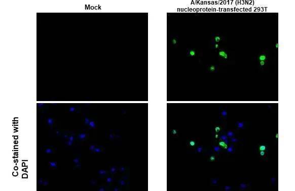 Immunohistochemistry paraffin embedded sections - Anti-Influenza A virus Nucleoprotein antibody [HL1089] (AB308393)