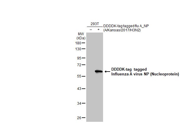 Western blot - Anti-Influenza A virus Nucleoprotein antibody [HL1089] (ab308393), expandable thumbnail