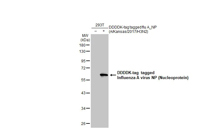 Western blot - Anti-Influenza A virus Nucleoprotein antibody [HL1089] (AB308393)