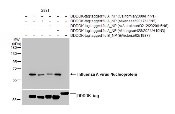 Western blot - Anti-Influenza A virus Nucleoprotein antibody [HL1089] (AB308393), expandable thumbnail
