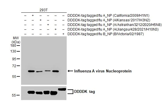 Western blot - Anti-Influenza A virus Nucleoprotein antibody [HL1089] (AB308393)