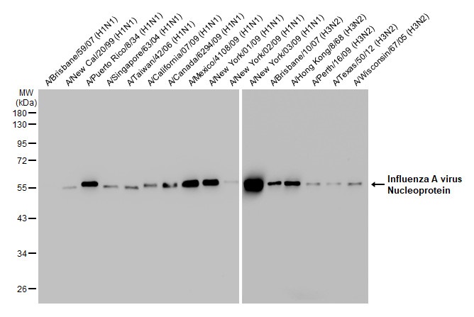 Western blot - Anti-Influenza A virus Nucleoprotein antibody [HL1089] (AB308393), expandable thumbnail