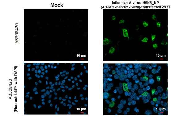 Immunocytochemistry/ Immunofluorescence - Anti-Influenza A virus Nucleoprotein antibody [HL1323] (AB308420)