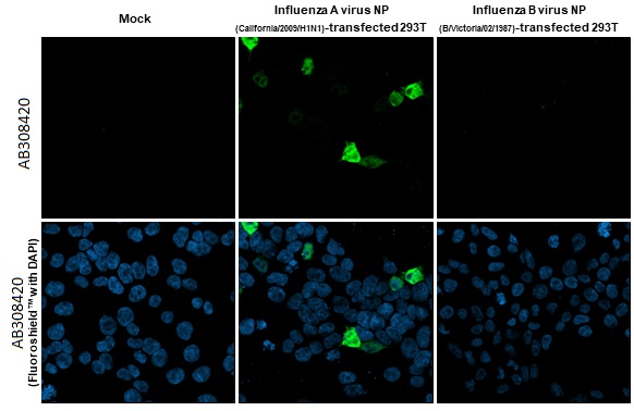 Immunocytochemistry/ Immunofluorescence - Anti-Influenza A virus Nucleoprotein antibody [HL1323] (AB308420)