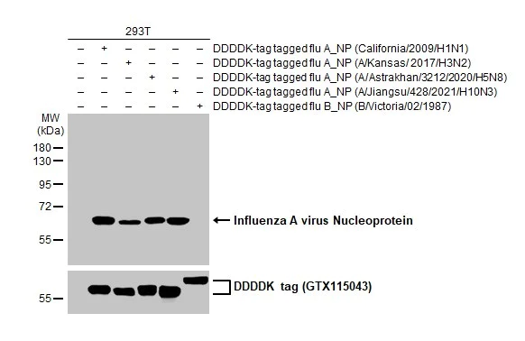 Western blot - Anti-Influenza A virus Nucleoprotein antibody [HL1323] (AB308420)