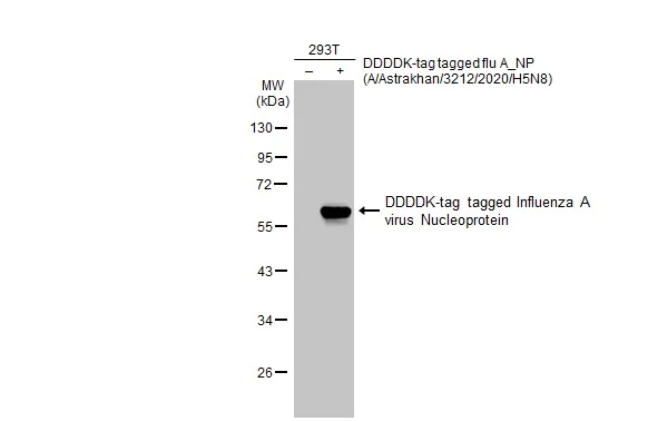 Western blot - Anti-Influenza A virus Nucleoprotein antibody [HL1323] (AB308420)