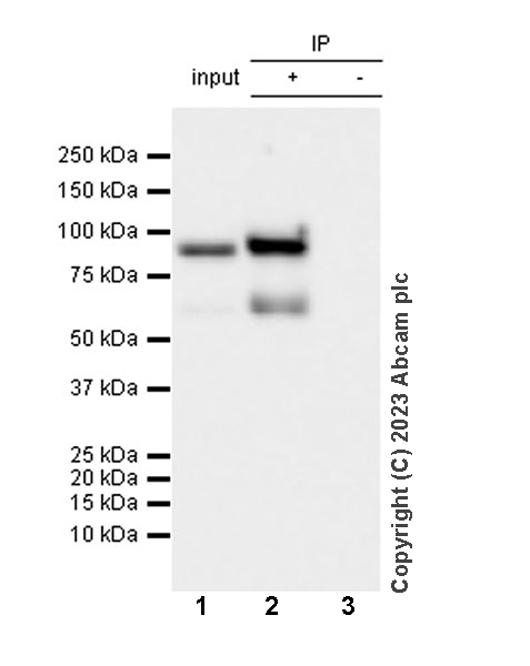 Immunoprecipitation - Anti-Influenza A Virus PA protein antibody [EPR28250-39] (ab313745), expandable thumbnail