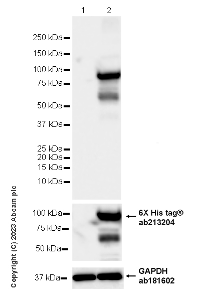 Western blot - Anti-Influenza A Virus PA protein antibody [EPR28250-39] (ab313745), expandable thumbnail