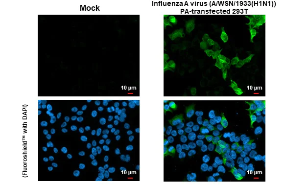 Immunocytochemistry/ Immunofluorescence - Anti-Influenza A virus PA protein antibody [HL1388] (AB308362)