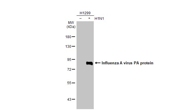 Western blot - Anti-Influenza A virus PA protein antibody [HL1388] (AB308362), expandable thumbnail