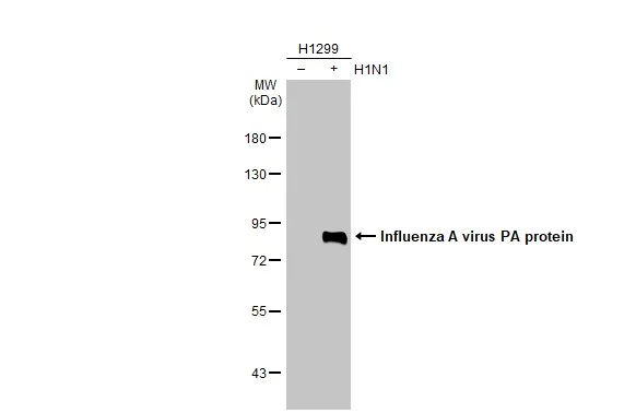 Western blot - Anti-Influenza A virus PA protein antibody [HL1388] (AB308362)