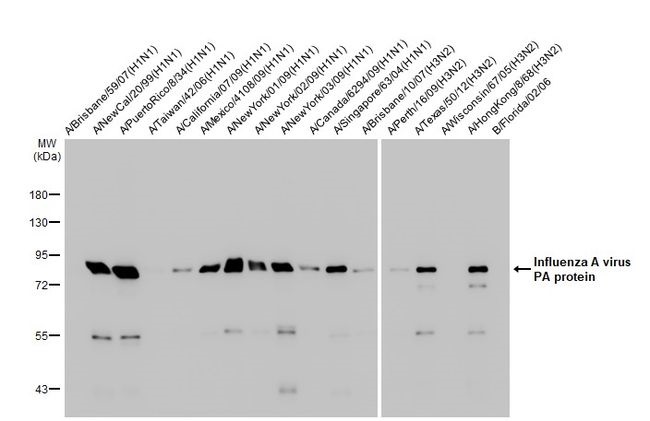 Western blot - Anti-Influenza A virus PA protein antibody [HL1388] (AB308362), expandable thumbnail