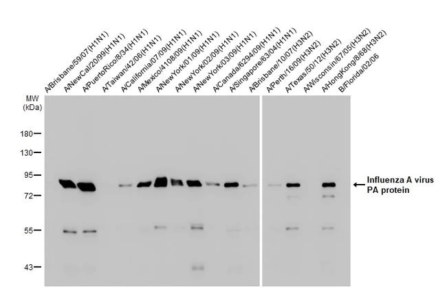 Western blot - Anti-Influenza A virus PA protein antibody [HL1388] (AB308362)