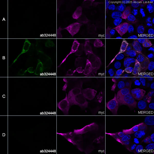 Immunocytochemistry/ Immunofluorescence - Anti-Influenza A virus PB1 protein antibody [F5-19] (AB324448)