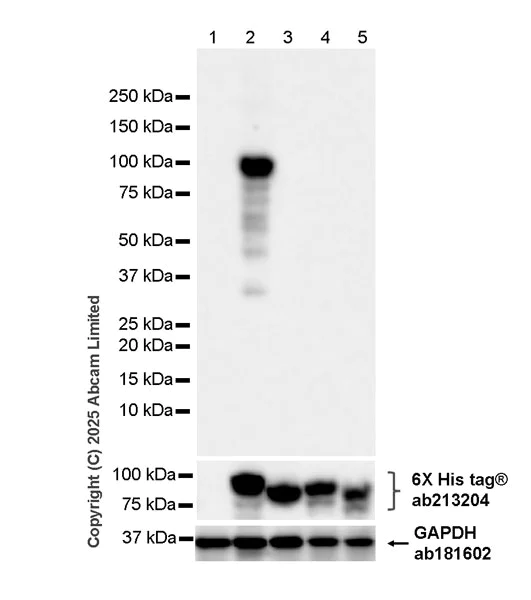 Western blot - Anti-Influenza A virus PB1 protein antibody [F5-19] (AB324448)