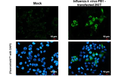 Immunocytochemistry/ Immunofluorescence - Anti-Influenza A virus PB1 protein antibody [HL1714] (AB308188)