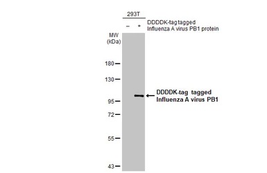 Western blot - Anti-Influenza A virus PB1 protein antibody [HL1714] (AB308188), expandable thumbnail