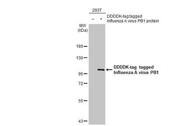 Western blot - Anti-Influenza A virus PB1 protein antibody [HL1714] (AB308188)