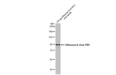 Western blot - Anti-Influenza A virus PB1 protein antibody [HL1714] (AB308188)
