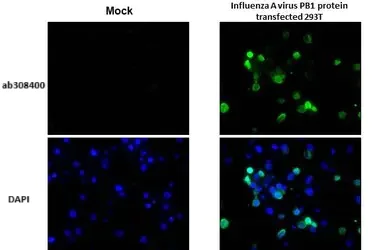 Immunohistochemistry (Formalin/PFA-fixed paraffin-embedded sections) - Anti-Influenza A virus PB1 protein antibody [HL1715] (AB308400)