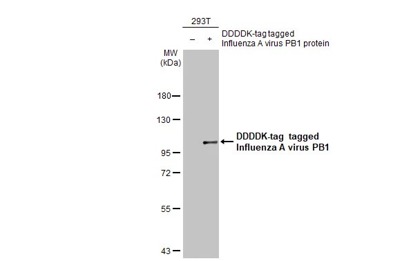 Western blot - Anti-Influenza A virus PB1 protein antibody [HL1715] (AB308400), expandable thumbnail