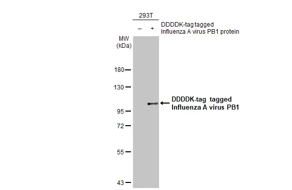Western blot - Anti-Influenza A virus PB1 protein antibody [HL1715] (AB308400)