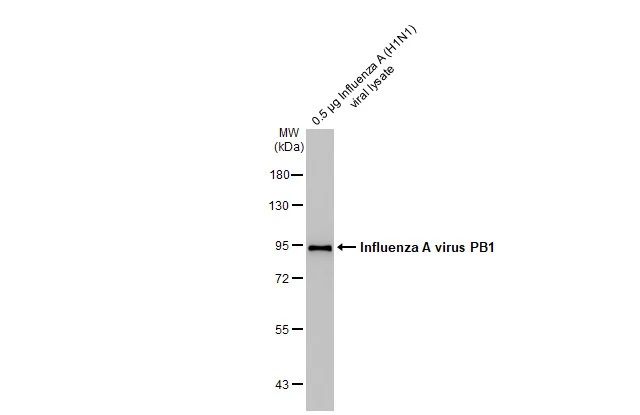 Western blot - Anti-Influenza A virus PB1 protein antibody [HL1715] (AB308400), expandable thumbnail