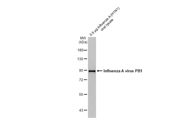 Western blot - Anti-Influenza A virus PB1 protein antibody [HL1715] (AB308400)