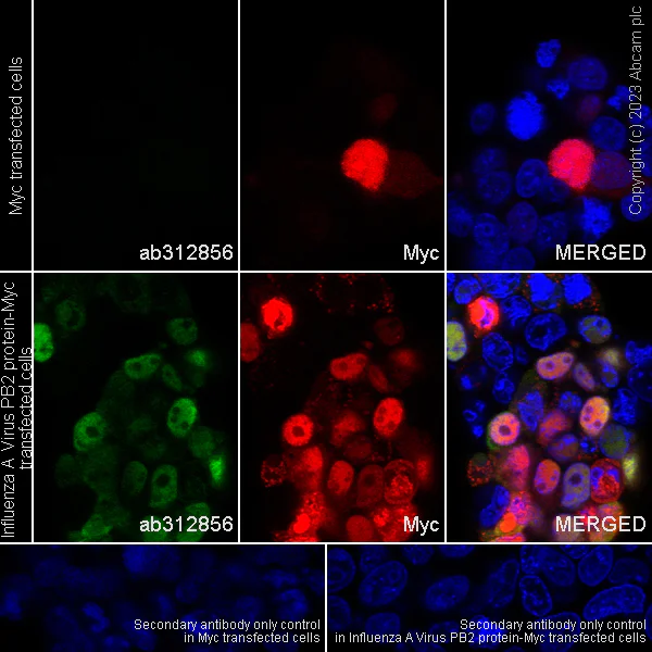 Immunocytochemistry/ Immunofluorescence - Anti-Influenza A Virus PB2 protein antibody [EPR28249-46] - BSA and Azide free (AB312857)