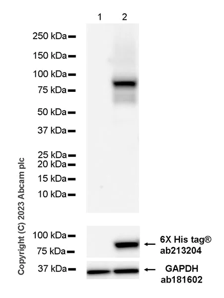 Western blot - Anti-Influenza A Virus PB2 protein antibody [EPR28249-46] - BSA and Azide free (AB312857)