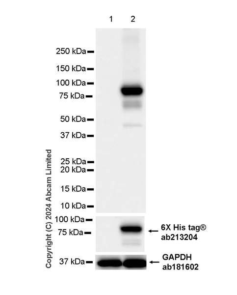 Western blot - Anti-Influenza A Virus PB2 protein antibody [EPR29356-84] (AB320835)