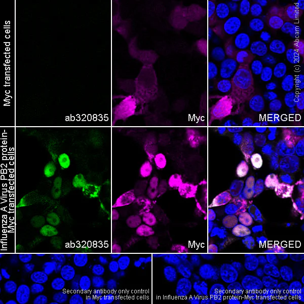 Immunocytochemistry/ Immunofluorescence - Anti-Influenza A Virus PB2 protein antibody [EPR29356-84] - BSA and Azide free (AB320836)