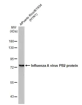 Western blot - Anti-Influenza A virus PB2 protein antibody [HL1992] (AB308216)