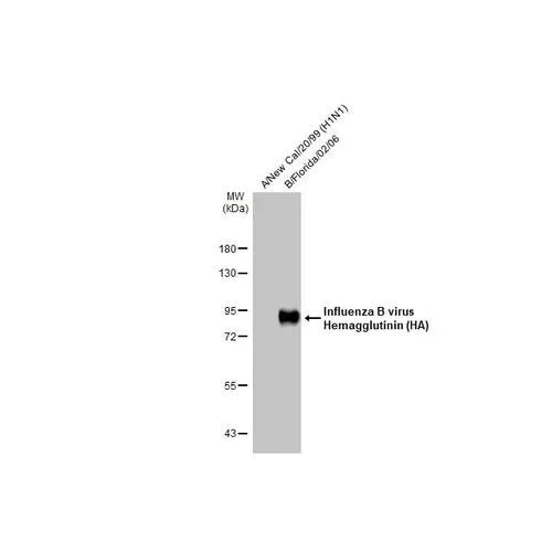 Western blot - Anti-Influenza B virus Hemagglutinin (HA) antibody [HL2208] (AB317162)
