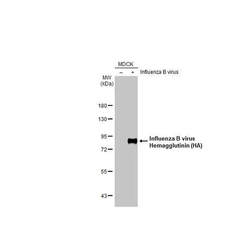 Western blot - Anti-Influenza B virus Hemagglutinin (HA) antibody [HL2208] (AB317162)